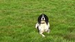 Dog in the field happy wagging his tail