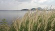Video: summer scene of reeds waving in the winds very sunny summer scene of reeds waving in the winds very sunny