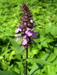 Sage ( Salvia officinlis) flower