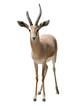 gazelle