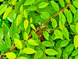 wet plant wet plant