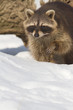 an adult of raccoon in a winter scene