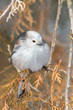 long tailed tit in natural habitat (Aegithalos caudatus)