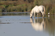 Camargue horse drinking in a pond
