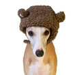 Hund mit Mütze