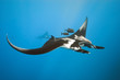 Manta on the blue background Manta on the blue background