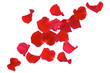 Red Rose petals isolated on white background