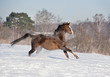 brown horse runs free
