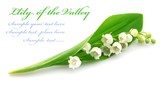 lily of the valley