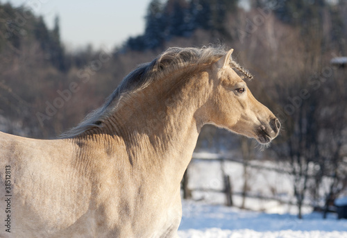 Photo: welsh pony welsh pony