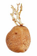 Old potatoes with sprouted shoots