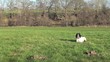 Dog in the fields