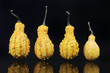 Still life with bitter apples or colocynths on black background