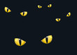 Yeux_Chats