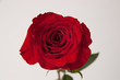 rote Rose Freisteller mit Tropfen