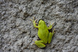 Green frog on stone texture
