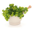 Ladies Mantle Herb Flowers