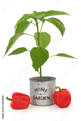 Photo: Red Pepper Plant Red Pepper Plant