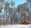 Wood house in a pine forest Wood house in a pine forest