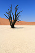 Sossusvlei dead valley landscape in the Nanib desert near Sesrie