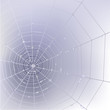 Vector: Stylish background with spider web Stylish background with spider web