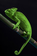 Photo: Green chameleon on bamboo Green chameleon on bamboo
