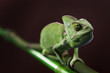 Photo: Green chameleon on bamboo Green chameleon on bamboo