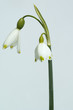 Maerzbecher