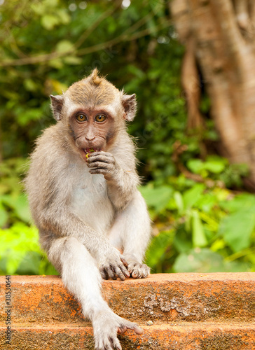 Photo: Monkey Monkey