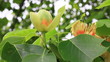 Poplar spring