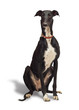 Foto: Greyhound Greyhound