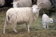 Skuddenschafe mit Lämmern im Tierpark Sababurg