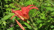 Orange tiger lily