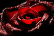 Foto: rote rose rote rose