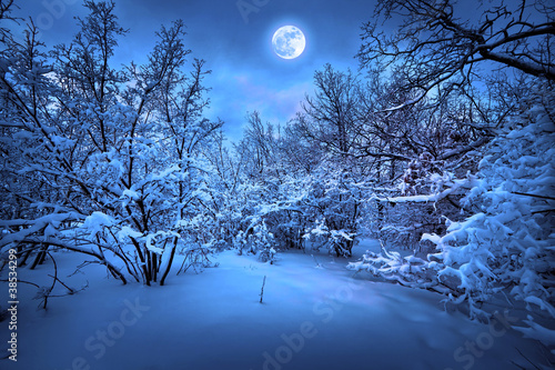 Photo: Moonlight night in winter wood Moonlight night in winter wood