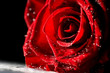 Foto: rote rose rote rose
