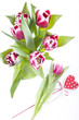 Studioaufnahme- rot/weiße Tulpen mit Herz