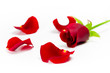 Foto: Rosenblätter Rosenblätter