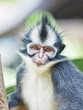 Thomas's leaf monkey