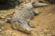 Photo: Crocodile Crocodile