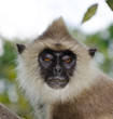 Photo: potrraite of Gray langur potrraite of Gray langur