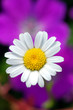 Gänseblümchen Blüte III