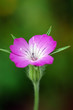 Kornrade Blüte
