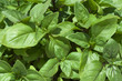 Fresh green basil leaves close-up