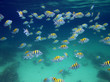 School of sergeant-major fish