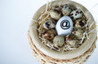 Net egg