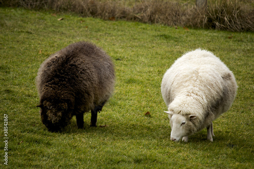 Photo: Black and White sheep Black and White sheep