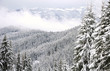 mountain forest in winter