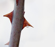rose thorns macro