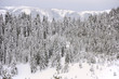 fir-trees in snow